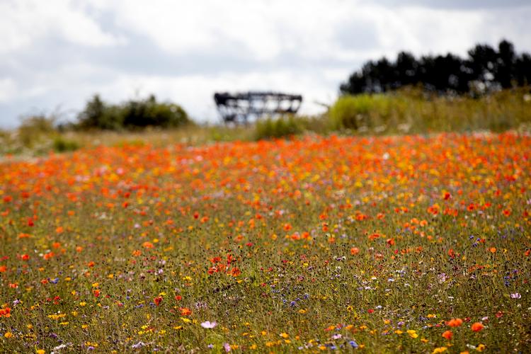 En mark med vilde blomster, herunder valmuer. Men – hvor mange af blomsterne ville du være i stand til at identificere? Foto: Finn Frandsen