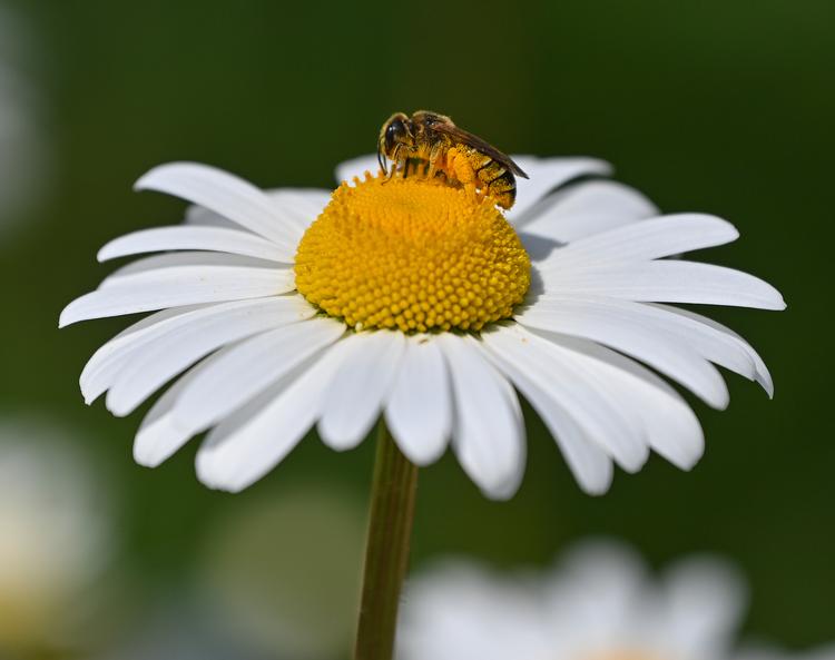 Foto: Patrick Pleul/Ritzau Scanpix