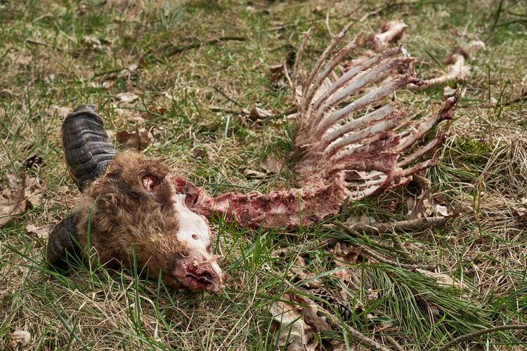 Foto: Claus Bonnerup