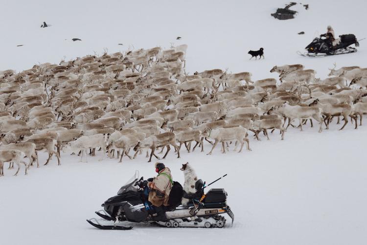 I Finmarken i Nordnorge lever mange samer af rensdyrdrift. Nu frygter de, at vindmøller fremover vil forstyrre deres traditionelle levevis.  Foto: Frederik Bruun Kynde
