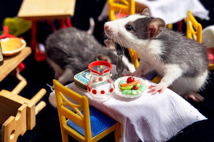 De lever i vores parker, kælderrum og spiser med på vores restauranter. Selv om vi brugere flere og flere penge på at udrydde dem, har Københavns rotter vundet for længst. Har vi misforstået byrotten totalt? 