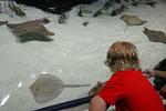 Mississippi Aquarium er i høj grad indrettet med børn som målgruppe. Her er en knægt i nærkontakt med de ejendommelige rokker. 
