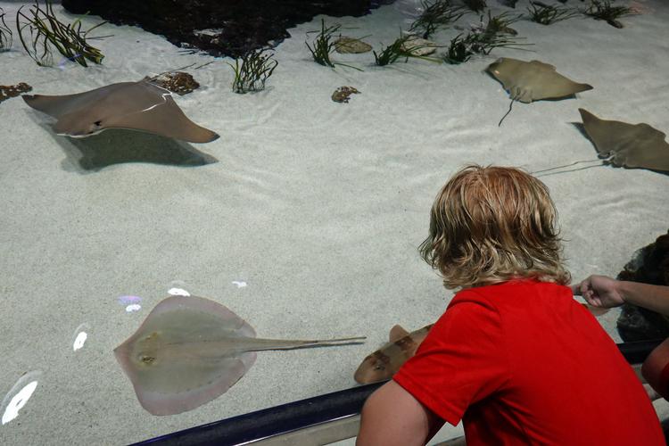 Mississippi Aquarium er i høj grad indrettet med børn som målgruppe. Her er en knægt i nærkontakt med de ejendommelige rokker. 
