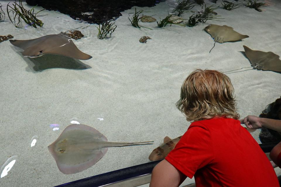 Mississippi Aquarium er i høj grad indrettet med børn som målgruppe. Her er en knægt i nærkontakt med de ejendommelige rokker. 