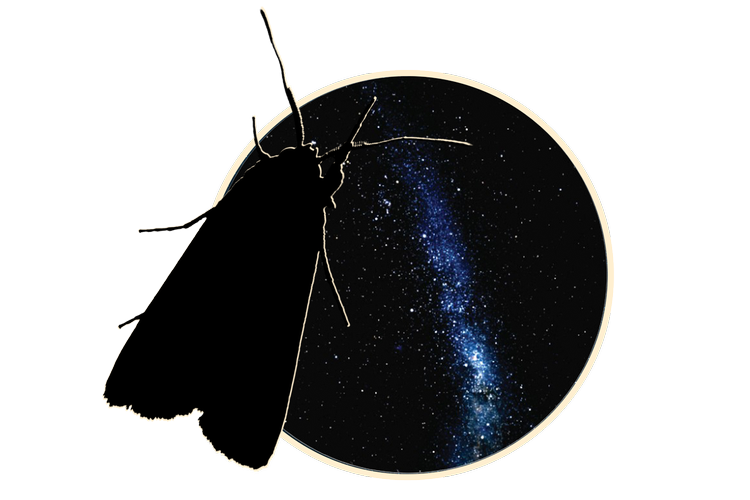 Illustration:  Freja Juul Pedersen. Foto: Eric Warrant, Dr. Ajay Narendra, Macquarie University.