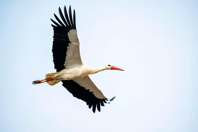 De første unger flyver fra de danske reder om cirka 14 dage, mens de sidste først flytter hjemmefra i midten af august. Foto: René Schütze/Fotograf René Schütze