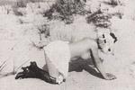 Postkortet af kvinden på stranden er taget af Mary Willumsen, der bliver regnet for verdens første kvindelige erotiske fotograf. Det er taget mellem 1909-1919 og blev solgt som postkort i kiosker. Foto: Mary Willumsen/Museet Køn