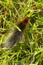 Natsværmeren bjørnespinder er smukkest i larvestadiet med dens utrolig lange pelsede hår, der har givet den navnet. Foto: Karsten Ifversen