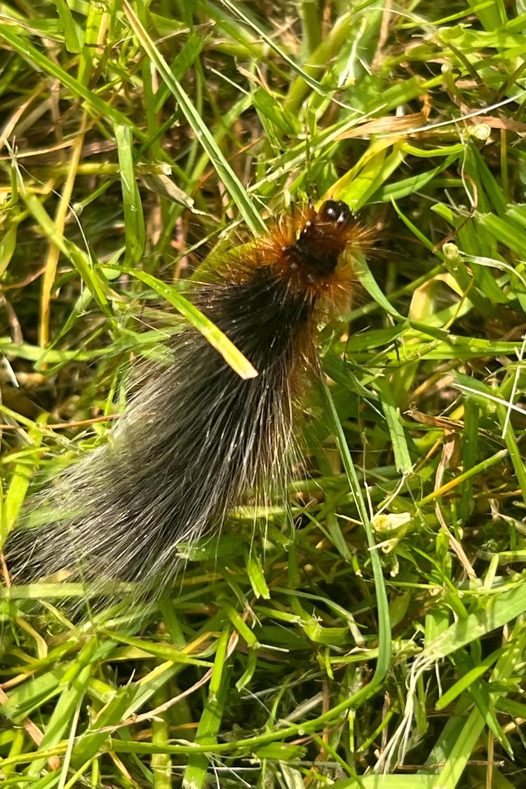 Natsværmeren bjørnespinder er smukkest i larvestadiet med dens utrolig lange pelsede hår, der har givet den navnet. Foto: Karsten Ifversen