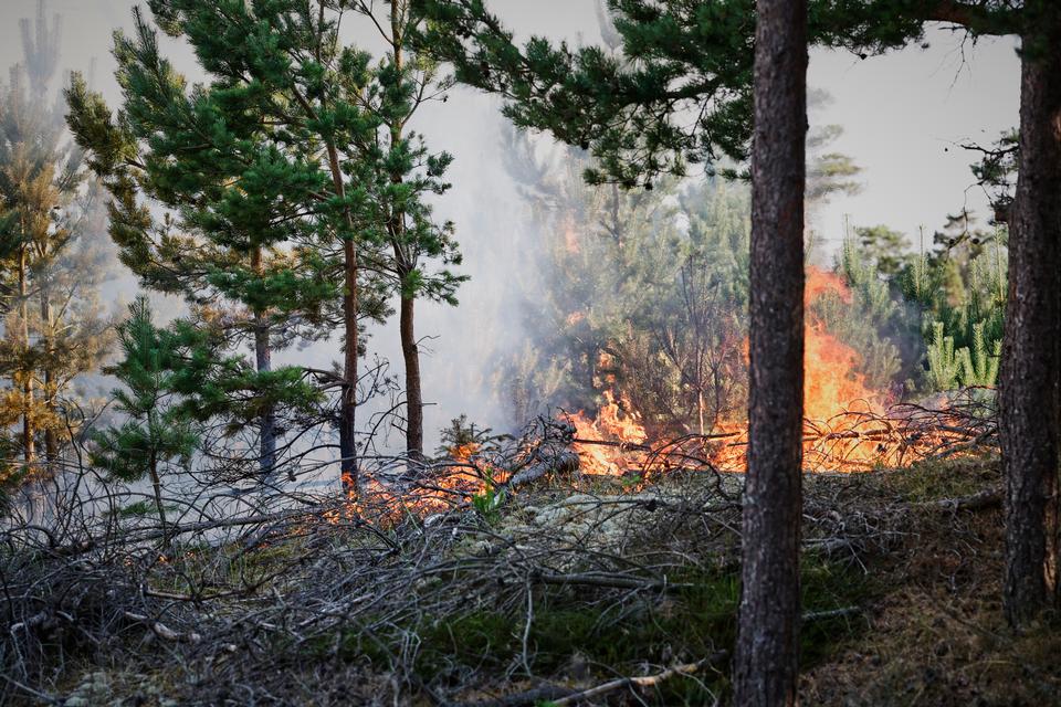 Foto: Claus Bjørn Larsen/Ritzau Scanpix