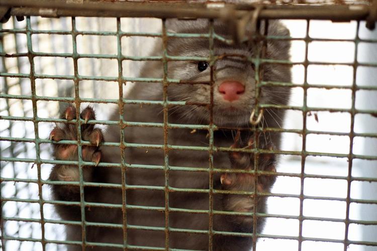 Mens Danmark ansøger om dispensation til at fortsætte minkavl, er to af landets største minkavlere blevet politianmeldt for brud på dyrevelfærdsloven. Dette er ikke billedmateriale fra den politianmeldte farm. Foto: Jens Dresling  Foto: Jens Dresling