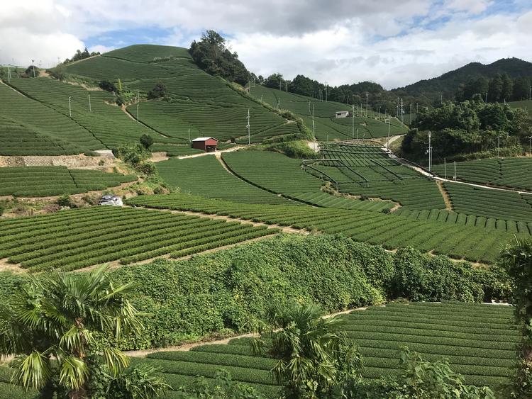 Udsigten over skråningerne i Wazuka er helt speciel. Foto:  Asger Røjle Christensen