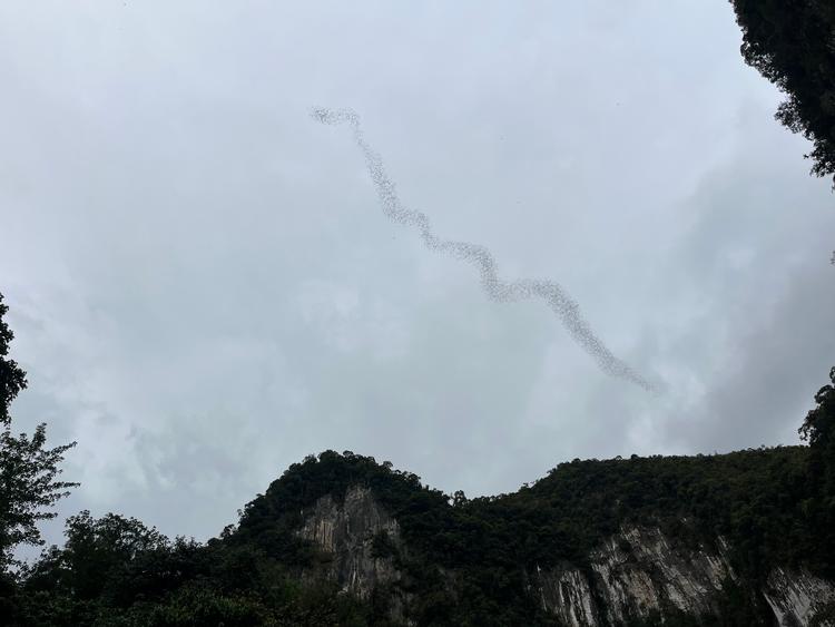Flagermusene forlader grotten, når solen går ned, for at bruge natten på at jage føde i regnskoven. 