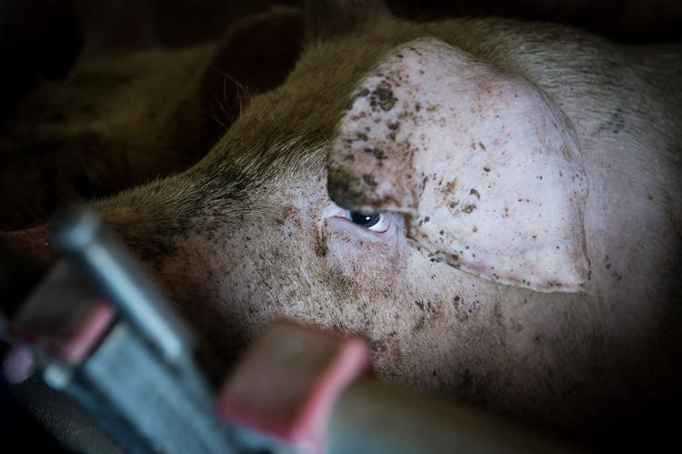 Landmand og borgmester i Tønder Kommune Jørgen Popp Petersen er blevet politianmeldt otte gange for at bryde loven. Foto: Sebastian Buur Gunvald/Ritzau Scanpix