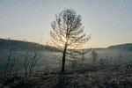 Varmen og manglen på nedbør har medført en række skov- og naturbrande flere steder, blandt andet i Frankrig. Foto: Idriss Bigou-gilles/Ritzau Scanpix