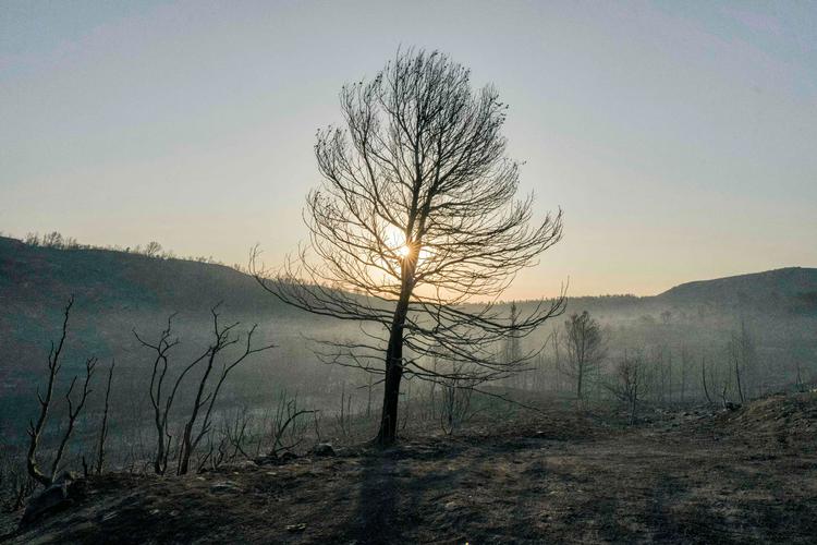 Varmen og manglen på nedbør har medført en række skov- og naturbrande flere steder, blandt andet i Frankrig. Foto: Idriss Bigou-gilles/Ritzau Scanpix