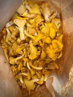 Værsgo. For 1.600 kroner (svenske, men alligevel) kantareller fra grøntmarkedet på Hötorget på Östermalm i Stockholm. Og så fik jeg endda en ekstra ske med, efter at han havde vejet.  