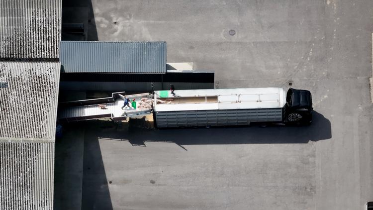 I august i år begyndte en transport af omkring 500 smågrise i Skærbæk til Italien. De havnede et andet sted i Italien, end hvad der var opgivet til myndighederne. Foto: Dyrenes Beskyttelse