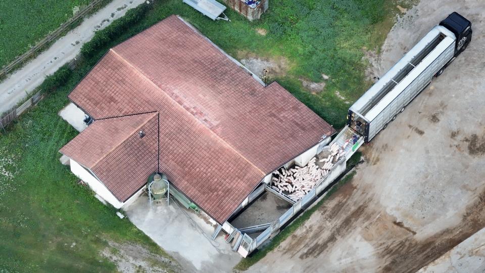 Italienske myndigheder: Flere transportører har foretaget ulovlige omlastninger af danske grise i Italien