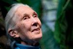 Den verdensberømte chimpanseforsker Jane Goodall døde onsdag i en alder af 91 år. Foto: Miguel Medina/Ritzau Scanpix