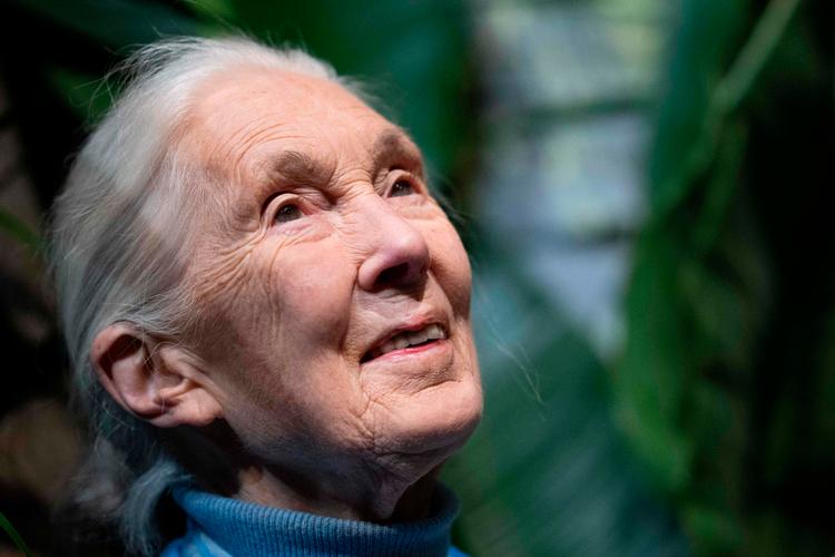 Den verdensberømte chimpanseforsker Jane Goodall døde onsdag i en alder af 91 år. Foto: Miguel Medina/Ritzau Scanpix