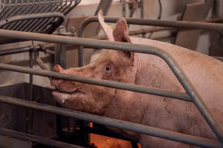 Ifølge en tidligere beredskabsplan vurderes det, at det kræver render på 3 meters bredde og 2,5 meters dybde, hvis aflivede søer skal begraves i en akutsituation. Der vil kunne ligge 100 styk på 100 meter. Hvis det handler om køer, kræves der 2 meter per styk.  Arkivfoto:  Lærke Berg-pedersen