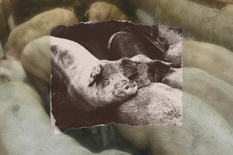 Foto: Katrine Hørup Noer / Illustration: Rasmus Vendrup