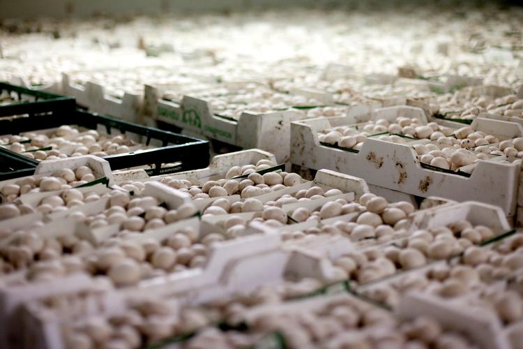 Fra tid til anden hører man, at en ny fødevare er giftig i store mængder. Nu er det blevet champignonens tur. Heldigvis guider Bente Klarlund Pedersen læseren på vej. Foto: Mie Brinkmann