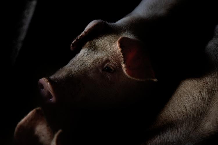 Denne gris er fra en sobesætning med pattegrise. Den er rask og indgår ikke i TV 2's dokumentar. Foto: Peter Hove Olesen