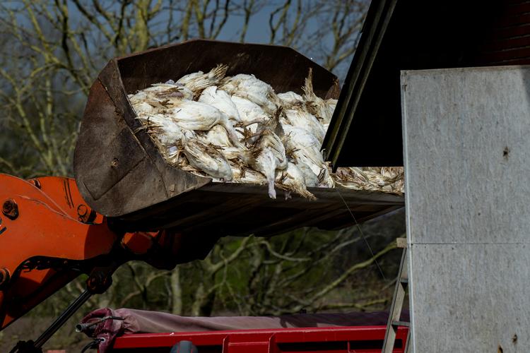 Kalkunbesætning i Midtjylland er blevet aflivet efter fugleinfluenza. Foto: René Schütze/Fotograf René Schütze