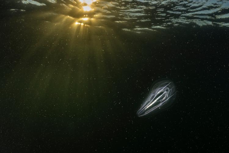 Den op til 10 centimeter lange dræbergople kan kendes på sine lange ’ribber’, der lyser op, når den rammes af solstråler. Den kan også i mørke pludselig lyse op med blåligt lys i nogle sekunder, ligesom sankthansorm. Her har naturfotografen Julie Skotte fanget den ved Nordsjælland. Foto: Julie Skotte