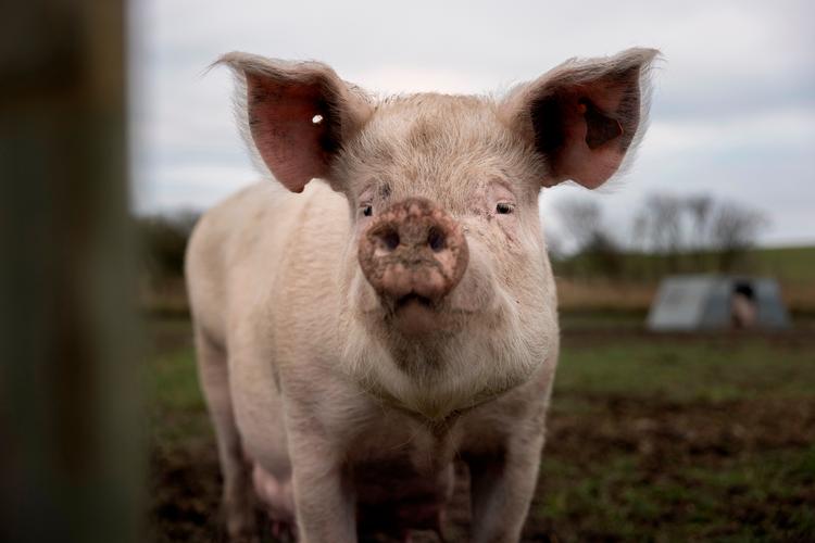 En økologisk frilandsgris (arkivfoto). Et fåtal af Europas 132 millioner grise har adgang til udendørsarealer. Foto: Lærke Berg-pedersen