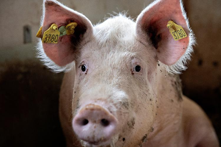 25.000 smågrise dør hver dag, og i supermarkeder kan man  købe flæskesteg til under ti kroner per halvkilo.   Foto: Marius Renner