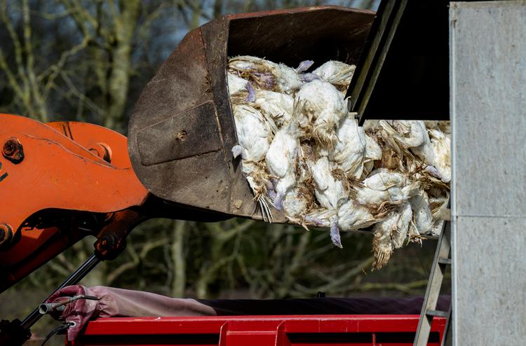 I april blev 10.000 kalkuner aflivet, da der blev konstateret fugleinfluenza på en kalkunfarm i Aalestrup. Siden september er fugleinfluenza blevet konstateret i 10 besætninger. Arkivfoto:  René Schütze