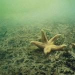 Hvis der mangler lys på bunden, får planterne – og dermed dyrelivet – sværere ved at overleve. Men mange steder ved de danske kyster er vandet forplumret i en uset grad. Foto: Peter Bondo Christensen