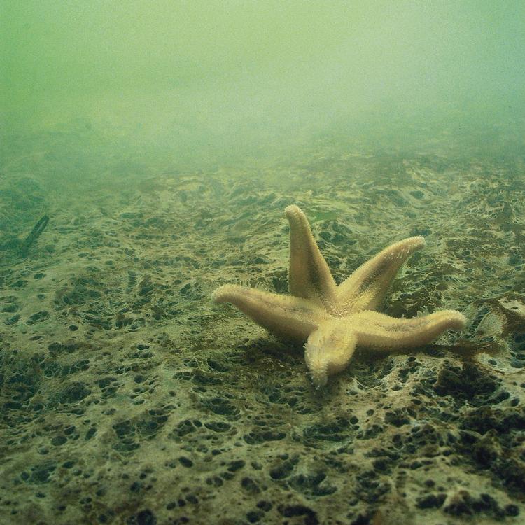 Hvis der mangler lys på bunden, får planterne – og dermed dyrelivet – sværere ved at overleve. Men mange steder ved de danske kyster er vandet forplumret i en uset grad. Foto: Peter Bondo Christensen