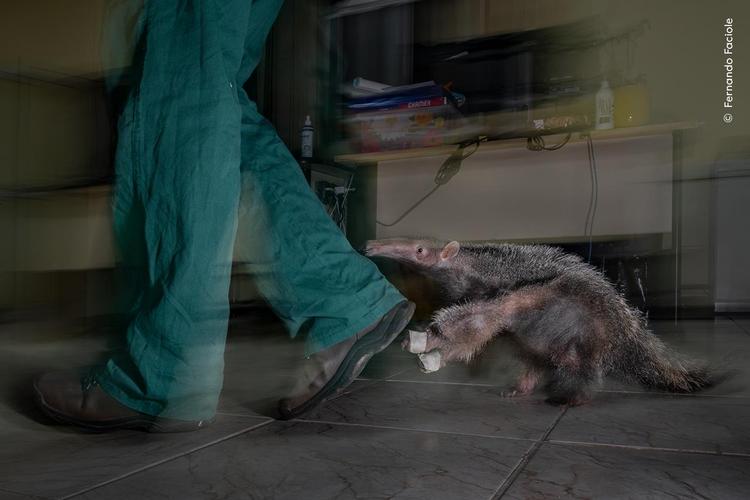 Mange gode kræfter har i Brasilien fundet sammen for at redde den store myresluger fra truende udryddelse. Det handler ikke mindst om at redde påkørte myreslugere og om at etablere vildtkorridorer, hvor der er anlagt motorveje. Foto fra udstillingen Fernando Faciole. 