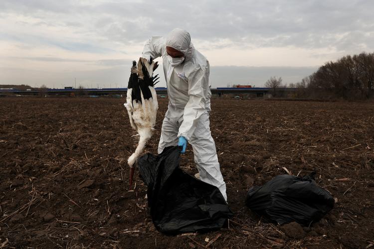 En medarbejder fra Madrids skovdrift putter en død stork i en sort affaldssæk langs en flod i en forstad til den spanske hovedstad. Foto: Susana Vera/Ritzau Scanpix