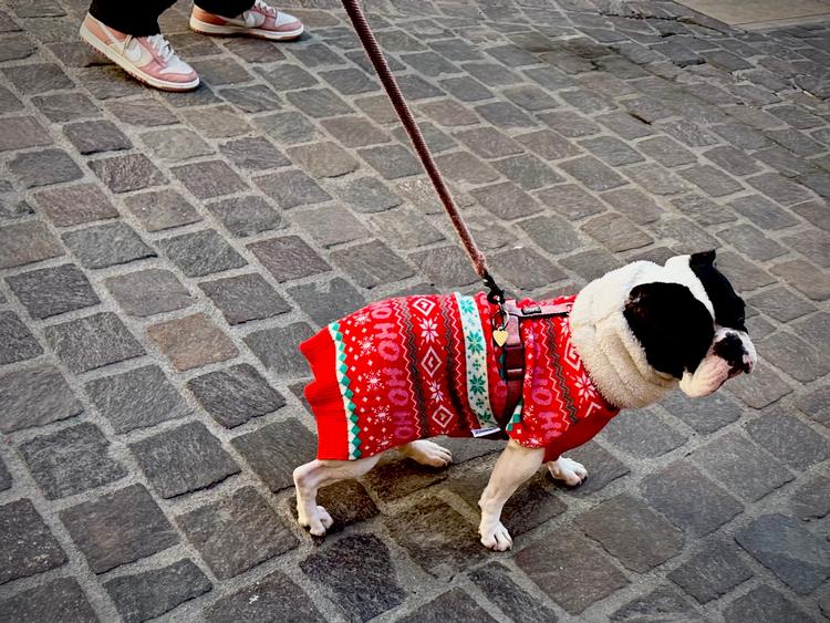 Man kan rejse langt væk – som her til torvedage i Draguignan i Sydfrankring – men julen vil altid komme snigende og knurre ad dig.  Foto: Per Munch