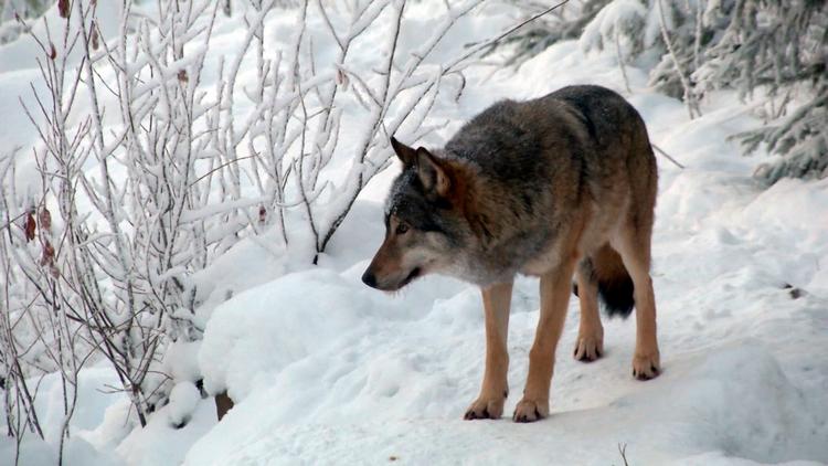 Danske jægere bidrager aktivt til at skyde et af Europas mest pressede rovdyr – på et tidspunkt, hvor biodiversiteten er i frit fald, skriver Emil Siekkinen. Foto: /Ritzau Scanpix