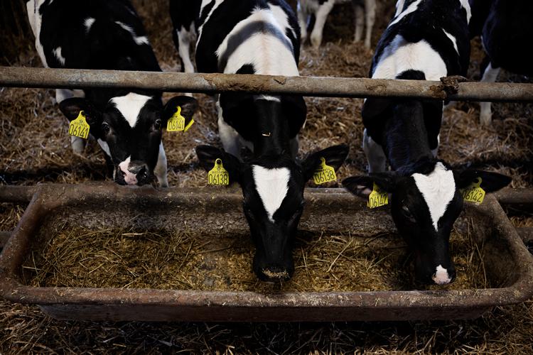 Politiken var i foråret på besøg hos landmand Harald Olsen i Tarm, der har brugt det kemiske stof Bovaer til sine 200 malkekvæg, siden loven trådte i kraft. Arkivfoto Martin Lehmann