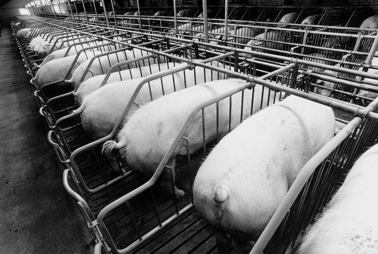 Det er søer som dem, der ses på billedet, som Folketinget gerne vil give et bedre liv. Men det faktum, at kontrolvejledningen ikke opdateres med de gældende regler, får Dyrenes Beskyttelse til at tvivle på, hvorvidt de gældende regler overhovedet bliver håndhævet. Foto: Lars Skaaning/Ritzau Scanpix