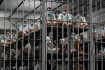 Landets 44-årige præsident Nayib Bukele har stået for en kurs, hvor der er blevet slået hårdt ned på landets bander. Foto: Marvin Recinos/Ritzau Scanpix