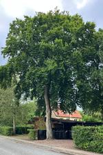 In the picture is an example of a beech tree that can be designated as worthy of preservation due to its contribution to biodiversity in a municipality in Zealand. The trees are designated in connection with the approval of new local plans for the area.  Foto: Rudersdal Kommune