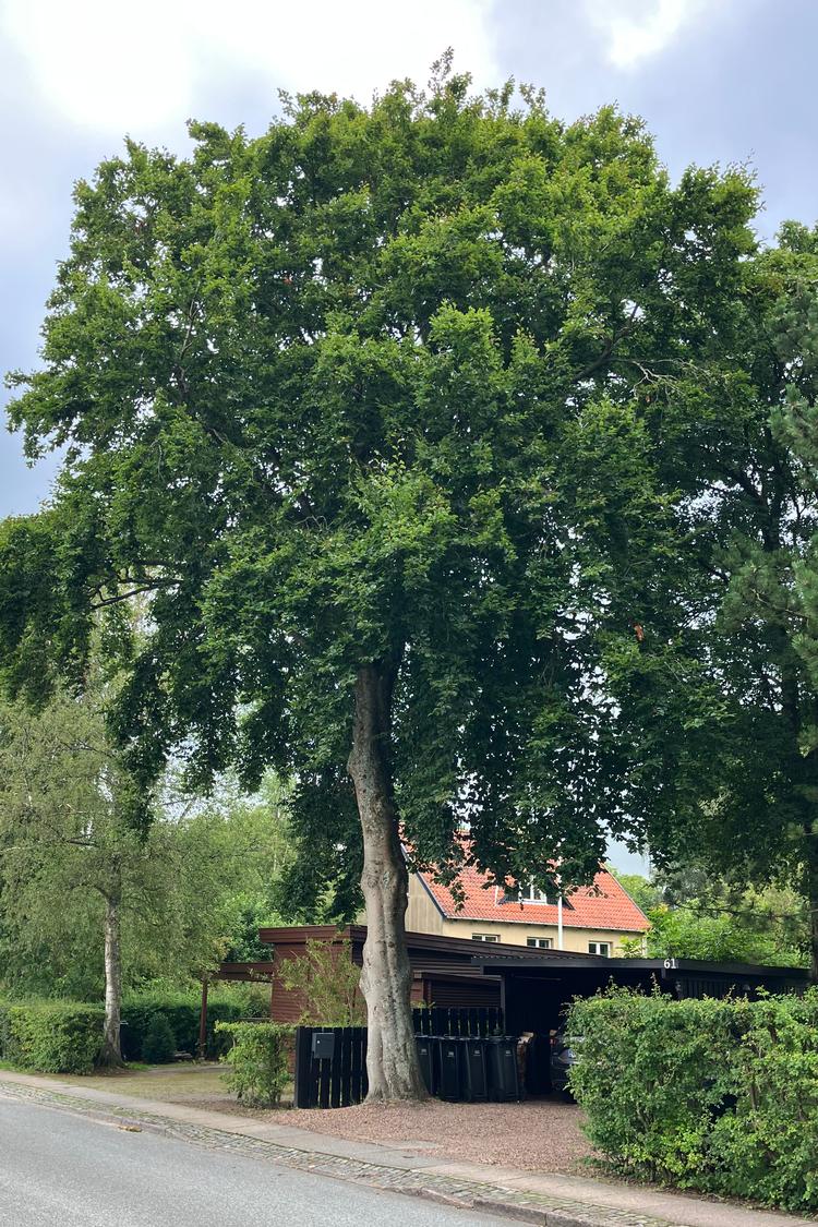 In the picture is an example of a beech tree that can be designated as worthy of preservation due to its contribution to biodiversity in a municipality in Zealand. The trees are designated in connection with the approval of new local plans for the area.  Foto: Rudersdal Kommune