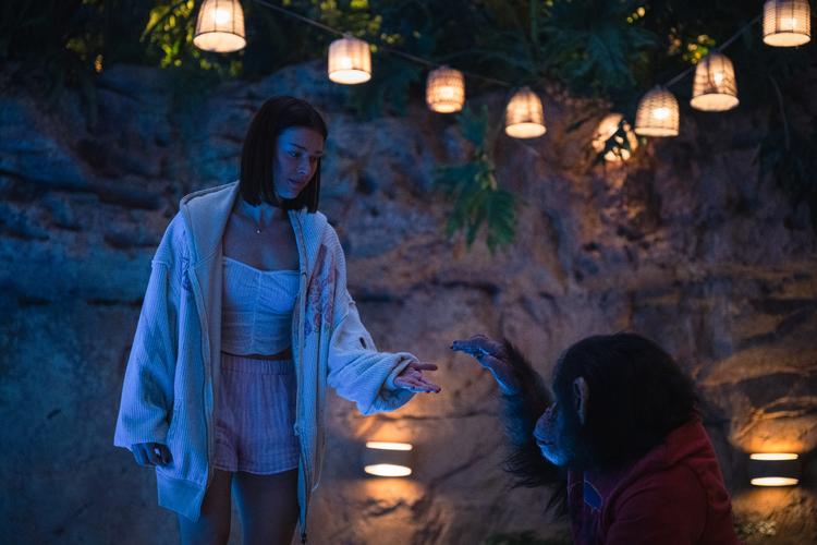 Ben er en sød, lille chimpanse, der bor hos en familie på Hawaii. Men så får aben rabies ... Foto: UIP