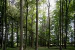 Den danske kunstner Rune Bosse, der har lavet fotografier af faldende træer, har et dybt kunstnerisk mellemværende med skoven og har ud over uddannelsen som kunstner uddannet sig som skov- og naturtekniker.  Foto: Nivaagaard