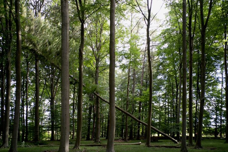 Den danske kunstner Rune Bosse, der har lavet fotografier af faldende træer, har et dybt kunstnerisk mellemværende med skoven og har ud over uddannelsen som kunstner uddannet sig som skov- og naturtekniker.  Foto: Nivaagaard