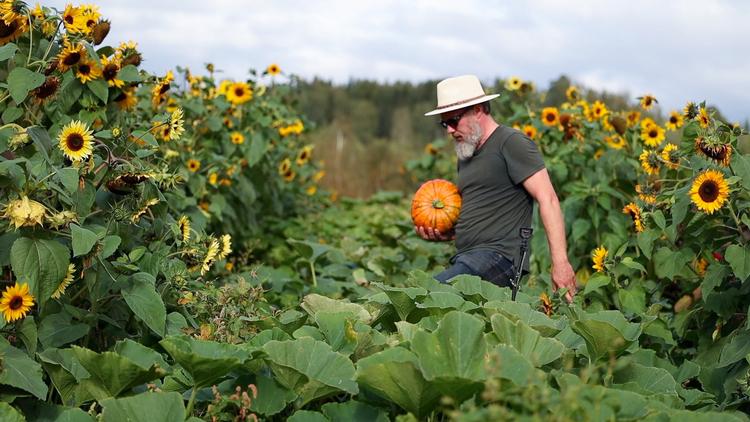 Modstandskraft og smag er to af de ting, der selekteres efter, når der sal vælges frø fra græskar til næste års model. I baggrunden solsikker, der inkarnerer plantelivet, når de døgnet igennem orienterer sig efter solen.  Foto: Foto fra filmen 'FRø' 