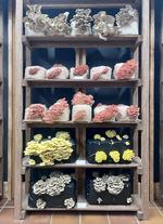 Værsgo at spise. Der produceres spiselige svampe i arkitekturudstillingen på Louisiana. Installation af DnA_Design and Architecture. Foto: Karsten Ifversen